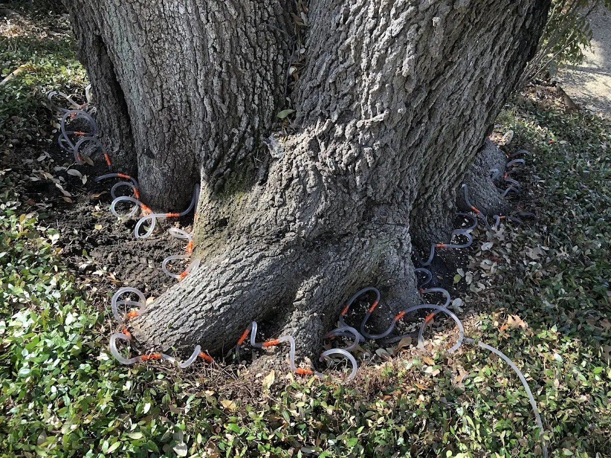Detailed Tree Cabling and Bracing job site in Sea Island