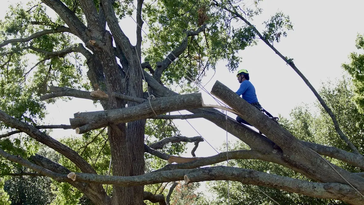 Professional Crown Thinning performed by certified arborists in Sea Island