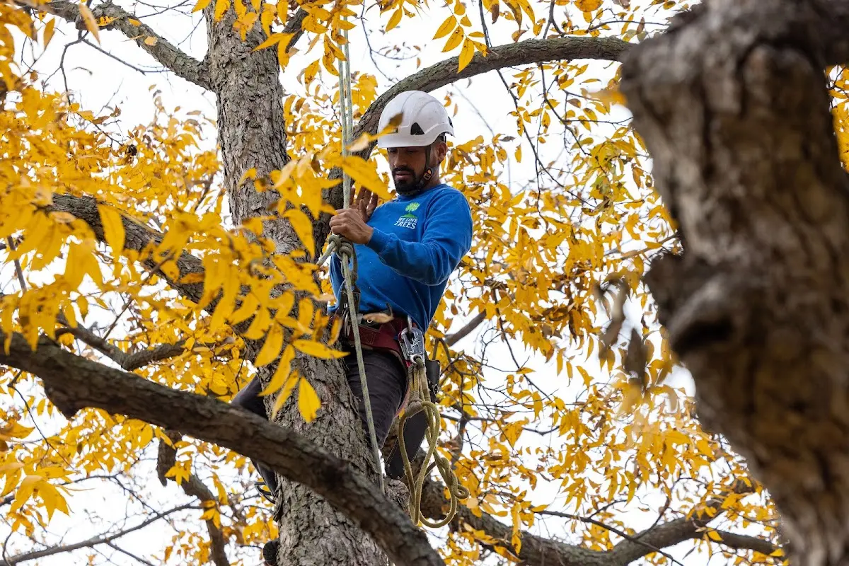 Skilled Tree Disease Treatment crew working in Sea Island